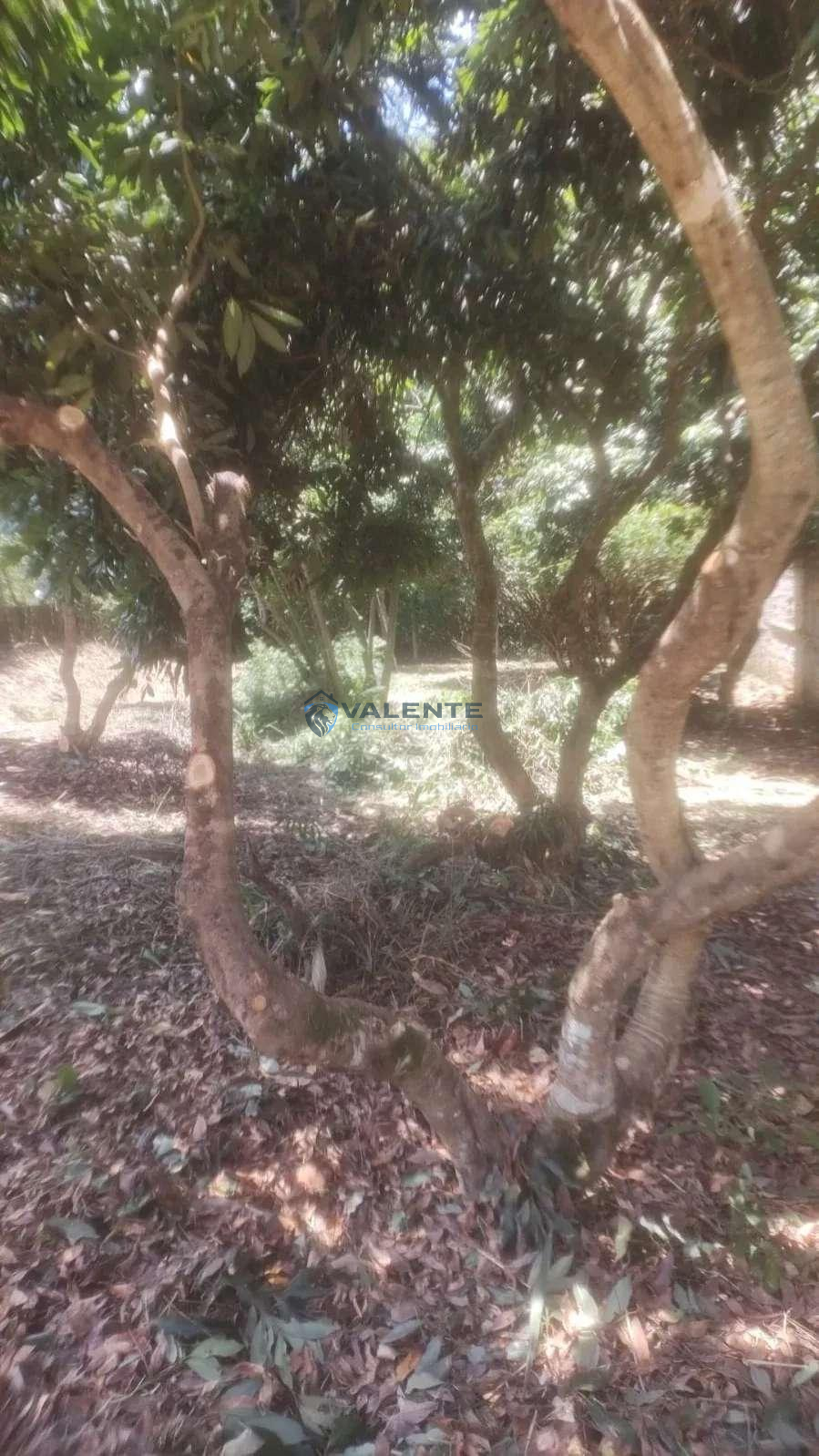 Chácara à venda com 2 quartos, 85m² - Área Rural de Artur Nogueira,Artur Nogueira